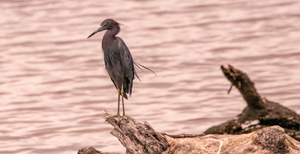 Little Blue Heron! by rickster549