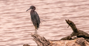 4th Aug 2024 - Little Blue Heron!