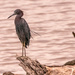 Little Blue Heron! by rickster549