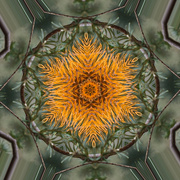 5th Aug 2024 - Abstract 5 - Kaleidoscope