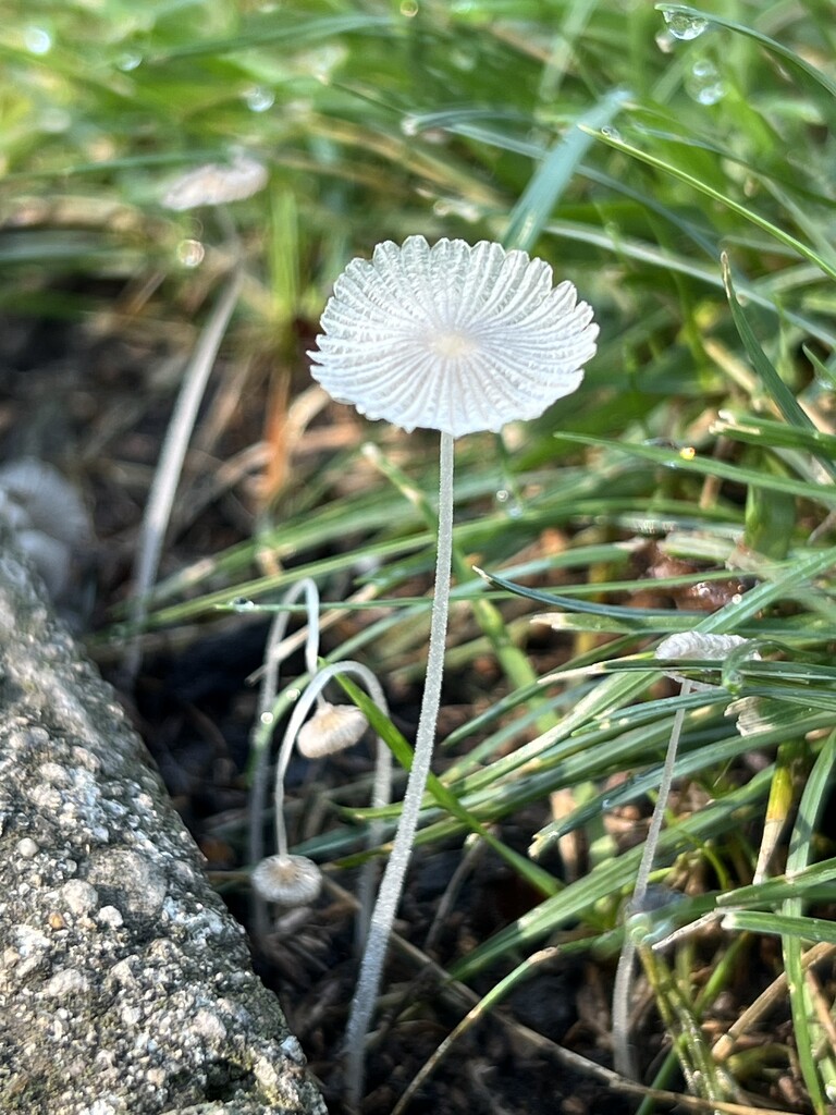 Mushroom 1 by sjgiesman