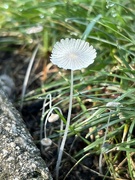 4th Aug 2024 - Mushroom 1