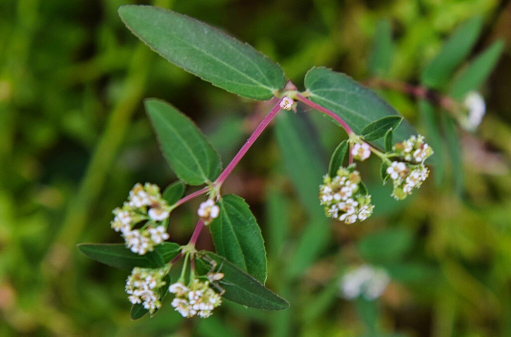 8 3 Graceful Spurge by sandlily