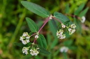 3rd Aug 2024 - 8 3 Graceful Spurge