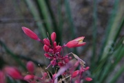 3rd Aug 2024 - 8 3 Yucca