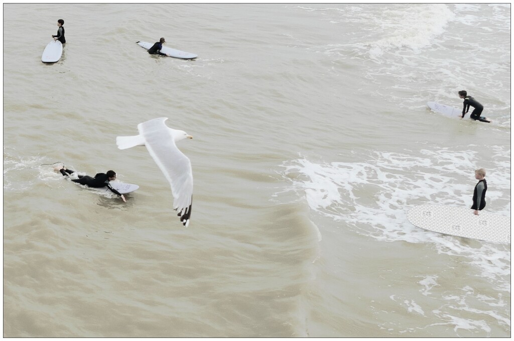 Gull and surfers by steveandkerry