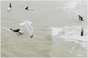 5th Aug 2024 - Gull and surfers