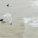 Gull and surfers by steveandkerry