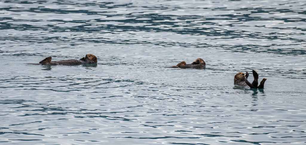 Sea Otters by yaorenliu