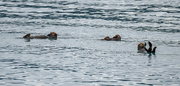 5th Aug 2024 - Sea Otters