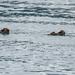 Sea Otters by yaorenliu