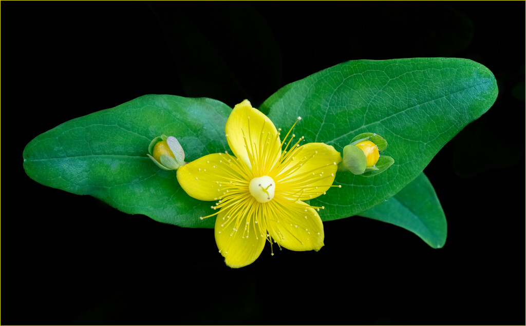 Garden - Tutsan by clifford