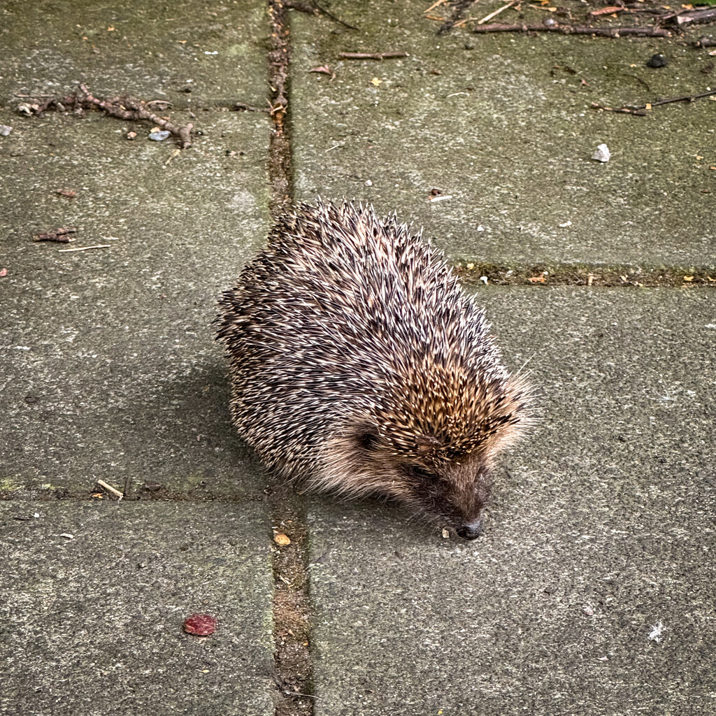 Not-so Nocturnal Hedgehog by eviehill