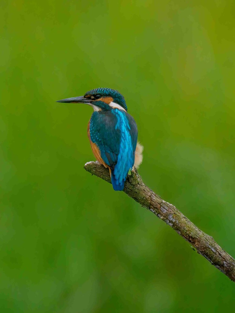 Kingfisher  by padlock