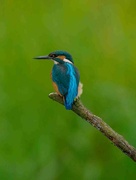 4th Aug 2024 - Kingfisher 