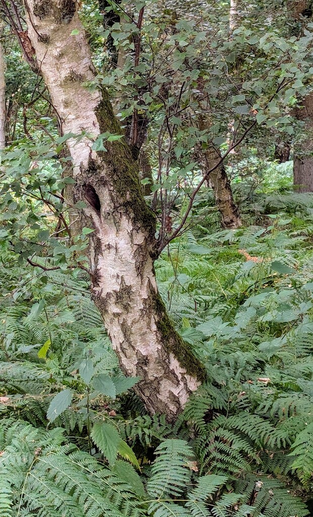 FOREST FERNS. by derekskinner