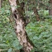 FOREST FERNS. by derekskinner