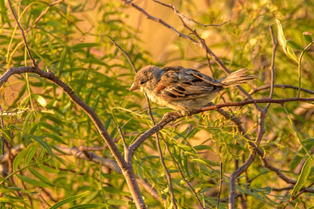 A Bird in the Backyard by augusto