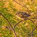 A Bird in the Backyard