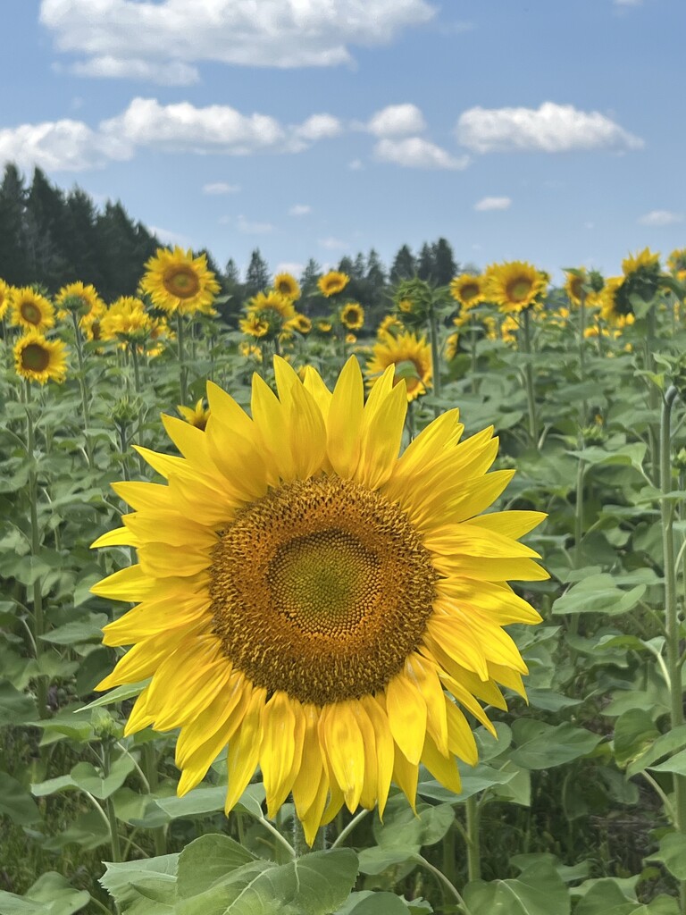 Sunflower Field  by radiogirl