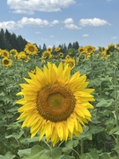 5th Aug 2024 - Sunflower Field 