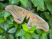 5th Aug 2024 - Polyphemus moth...