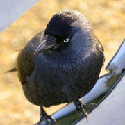 1st Aug 2024 - Jackdaw