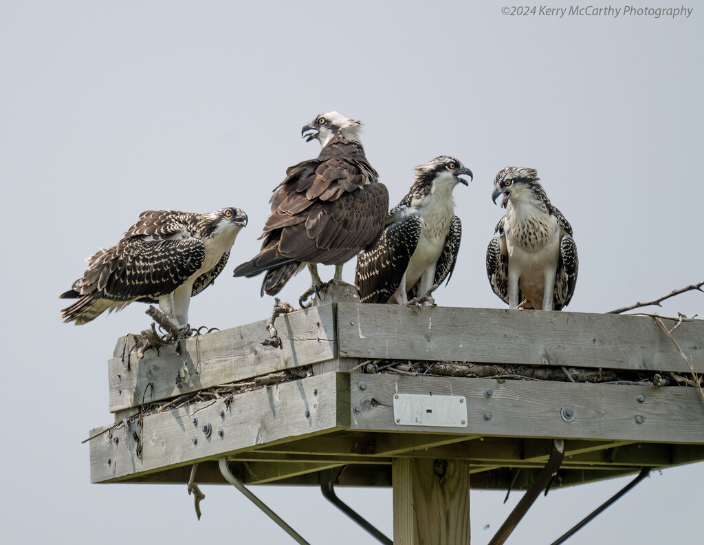 Family by mccarth1