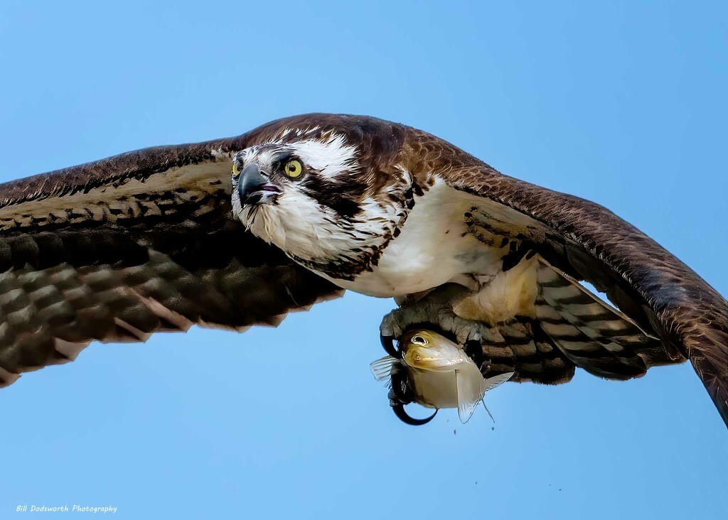 Osprey by photographycrazy