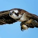 Osprey by photographycrazy