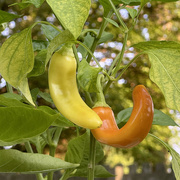 5th Aug 2024 - Wouldn't You Like To Be A Pepper, too?