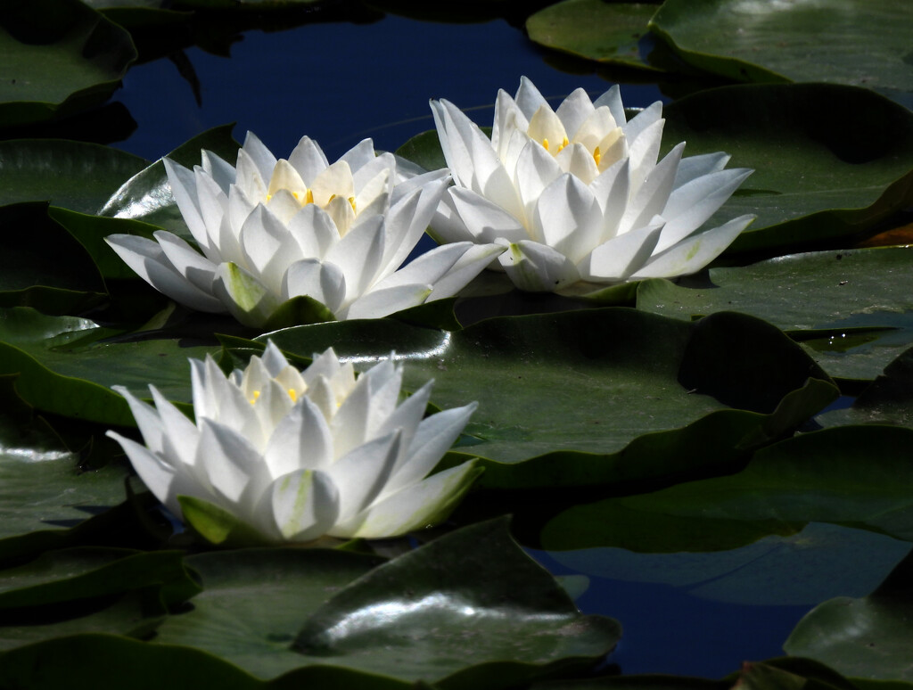 Waterlilies by seattlite