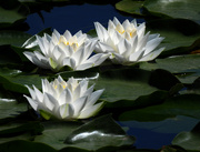 5th Aug 2024 - Waterlilies