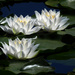 Waterlilies by seattlite