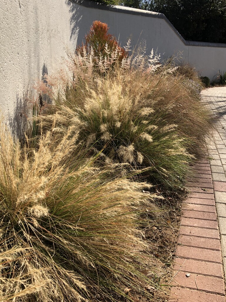 Winter grass by lindavanheerden