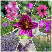 5th Aug 2024 - Shades of Pink and Purple