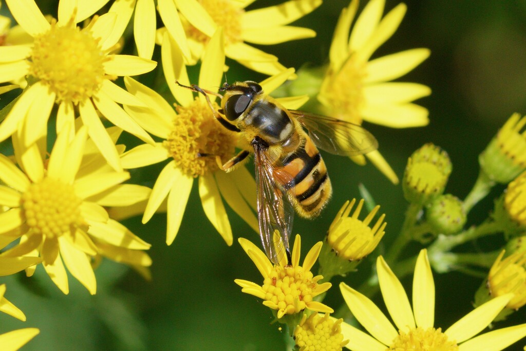 ANOTHER HOVER - FLY by markp