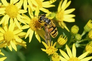 30th Jul 2024 - ANOTHER HOVER - FLY