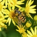 ANOTHER HOVER - FLY