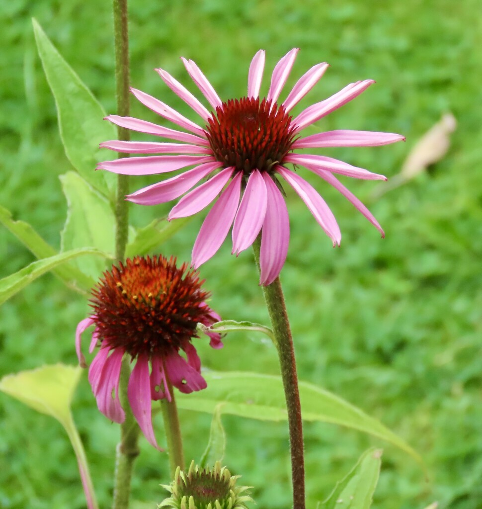 Echinacea  by orchid99