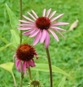 5th Aug 2024 - Echinacea 