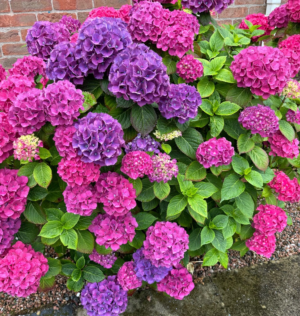 Hydrangea  by alison59