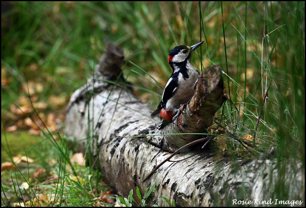 Isn't he splendid by rosiekind