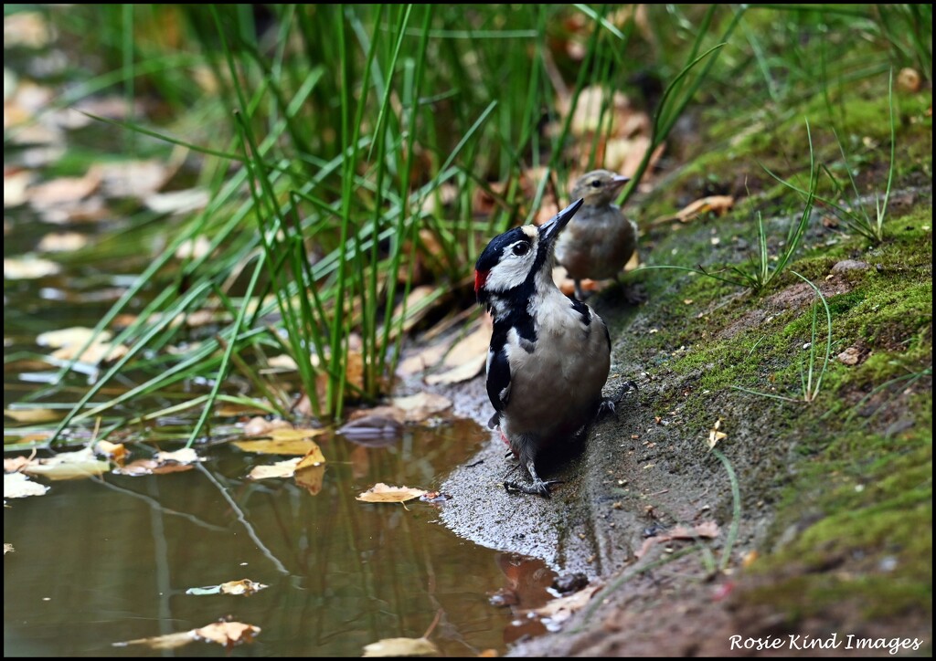 Two at the pond by rosiekind