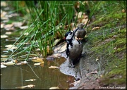 5th Aug 2024 - Two at the pond