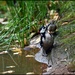 Two at the pond by rosiekind