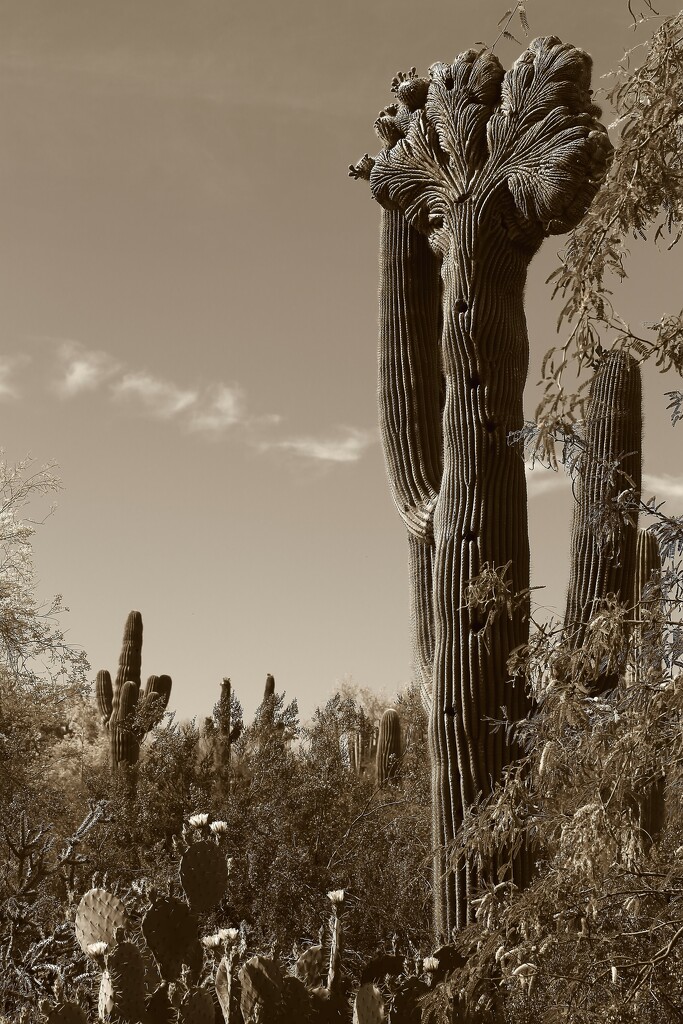 desert scene by blueberry1222