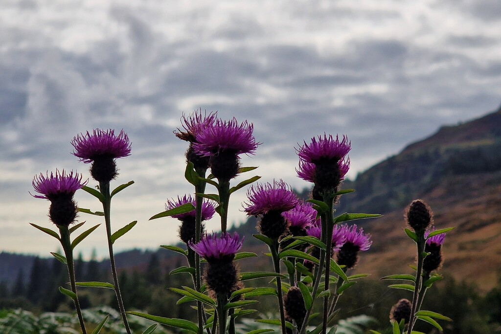 purple  by christophercox