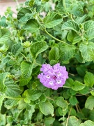 4th Aug 2024 - 8 4 Lantana