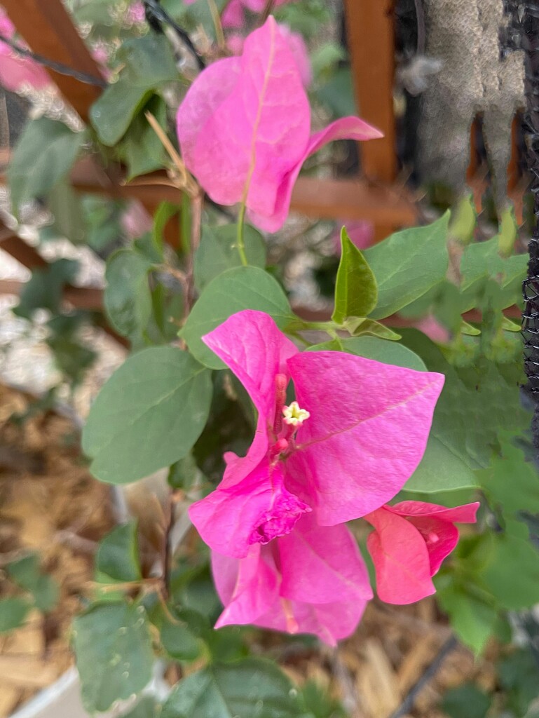 8 4 Our Bougainvillea by sandlily